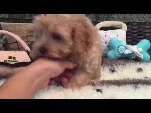 Full of personality! Adorable Maltipoo puppy