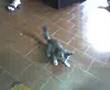 Pankie pankiando :P