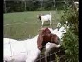 Goats eating poison berries