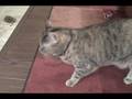 videos de Feliz Cumple Klin