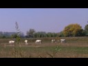 Au pays de Crin Blanc Au pays de Crin Blanc