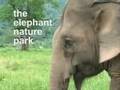 videos de Elephant Nature Park