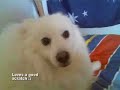 Kobi- my Japanese Spitz dog Kobi- my Japanese Spitz dog