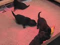 De puppies zijn hier twee weken oud deel 1