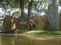 Adult Alligator being trained in Orlando, Florida.