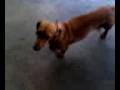 cachorrada