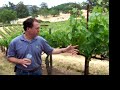 The vine cycle