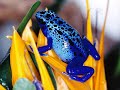 Os mais incríveis, coloridos e venenosos sapos. Dendrobatídeos. Poison frogs!