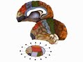 How the Body Works : The Thalamus