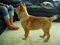 Simba Sits