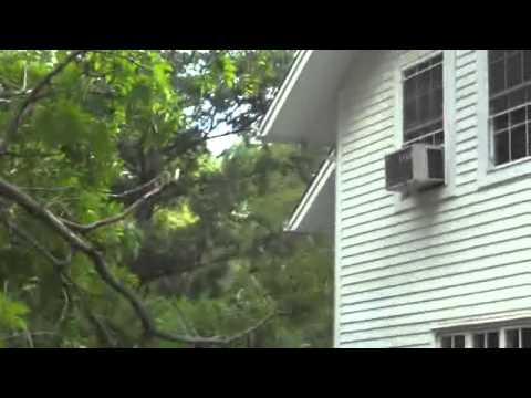 how to fertilize black walnut trees