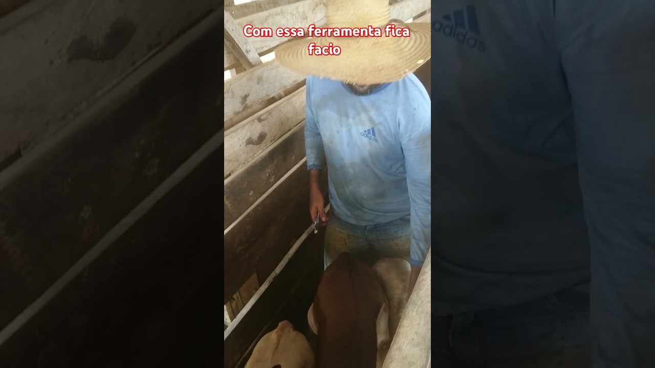 Marcando os bezerros #agro #gado