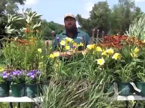 how to grow stella d'oro