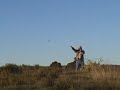 Falconry American Kestrel Lure Fly #5 Falco Sparverius