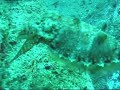 Hunting Cuttlefish