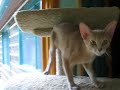 Fawn Abyssinian The Mouse