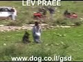 German Shepherd Dog : Meky from LEV PRAEE ISRAEL