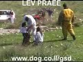 German Shepherd Dog : Meky from LEV PRAEE ISRAEL German Shepherd Dog : Meky from LEV PRAEE ISRAEL