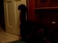 videos de Big Maine Coon Kitty