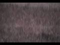 Heartland Hunters - Video of small 8 point in Clark County MO.