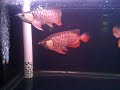 11 x Red Tail Golden Arowana Community Tank 8 x 2.5 x 2.5 Video 1