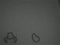 first animation first animation