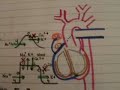 Heart Rhythm