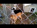 New Guinea Singing Dogs (Tazi & Dinki)