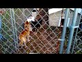 New Guinea Singing Dogs (Tazi & Dinki)