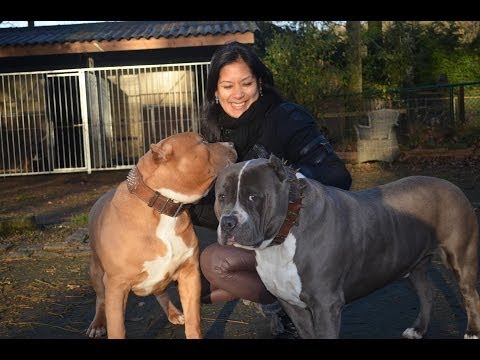 american pitbull
