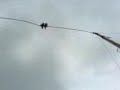 ball,bungee,
