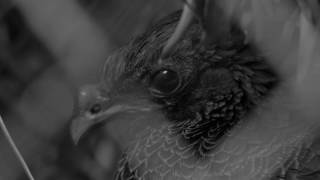 Comercial – Cuidado de fauna silvestre – Tu casa será su cárcel 1