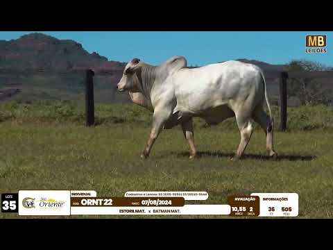 1� LEIL�O PRODU��O FAZENDA ORIENTE