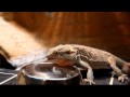 Bearded Dragon Eating Dubia Roaches and Butternut Squash