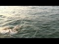 Musky hits chicken