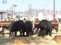 Ganadería de razas bovinas típicas del norte animaron los remates