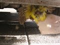casador de pajaros