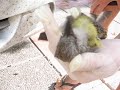 casador de pajaros