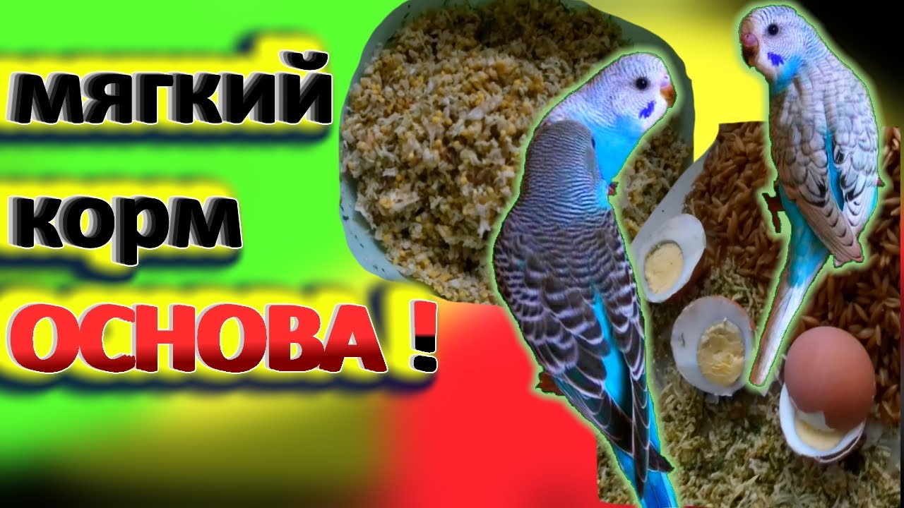 мягкий корм основа для роста птенцов попугаев