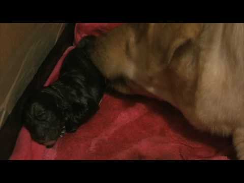 Labrador Puppies! Lexi gives birth
