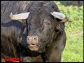 Toros en Libertad 