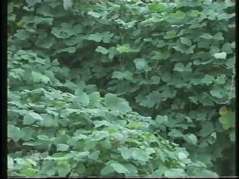 how to grow kudzu