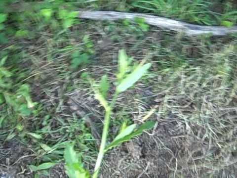 how to transplant globe thistle