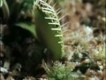 cricket-eating-challenge-gross-but-tasty-.html