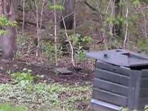 rose-breasted grosbeaks