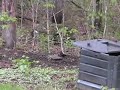 rose-breasted grosbeaks