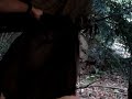 BCB FOX JUNGLE SLEEP SYSTEM PART TW0