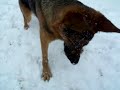 German Shepherd biting snow