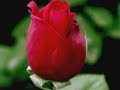 flores flores