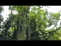 the Big Island ~ Waimea Valley - YouTube